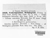 Coleosporium asterum image